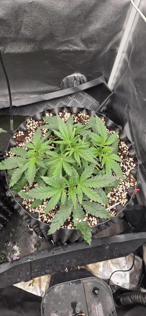 Chocolope. Week 3