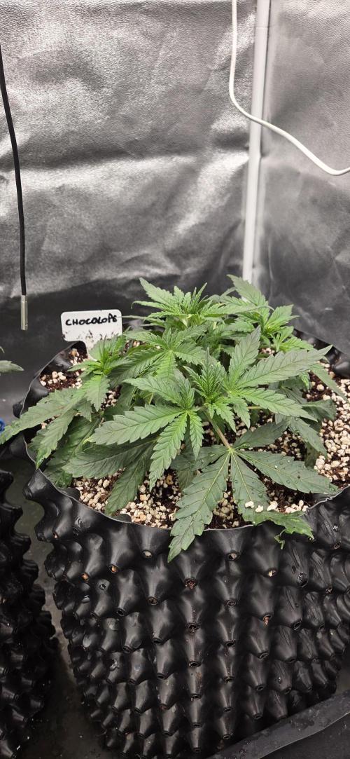 Chocolope. Week 3
