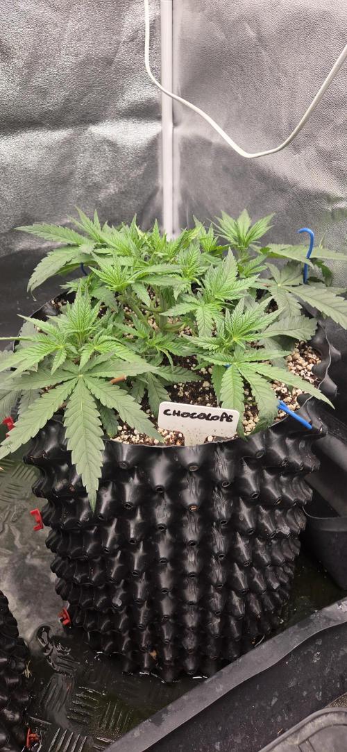 Chocolope. Week 3