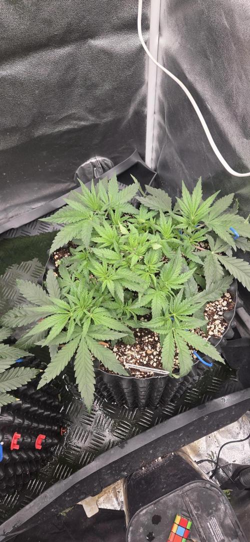 Chocolate Haze. Week 3