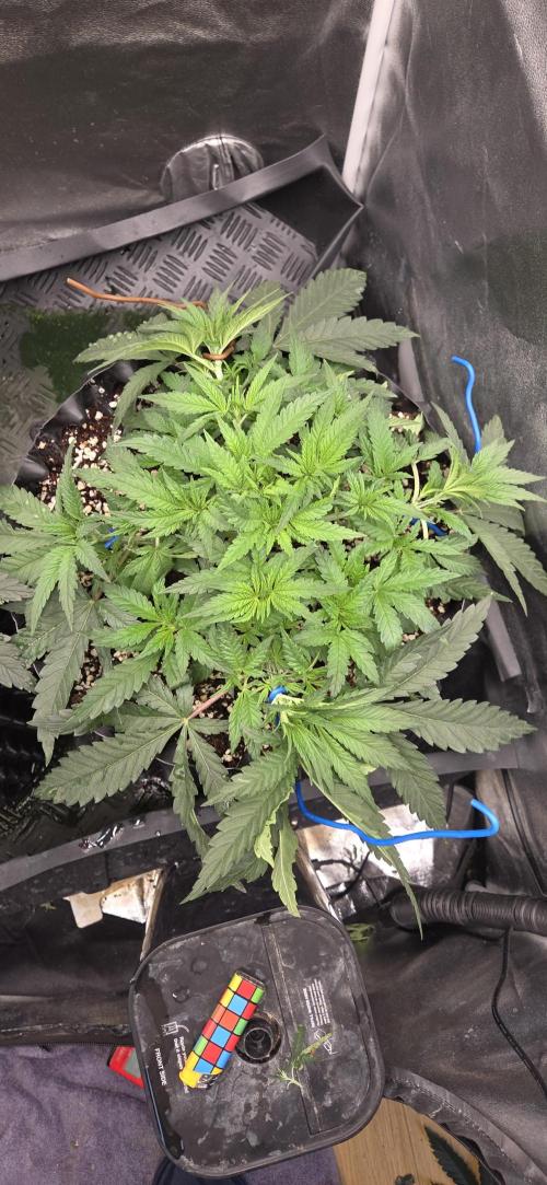 Chocolope. Week 4