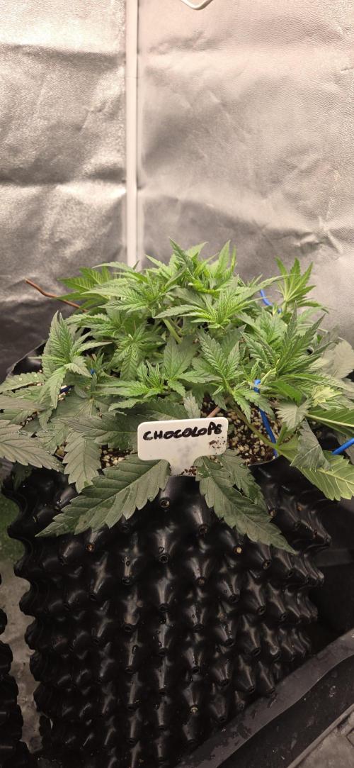 Chocolate Haze. Week 4