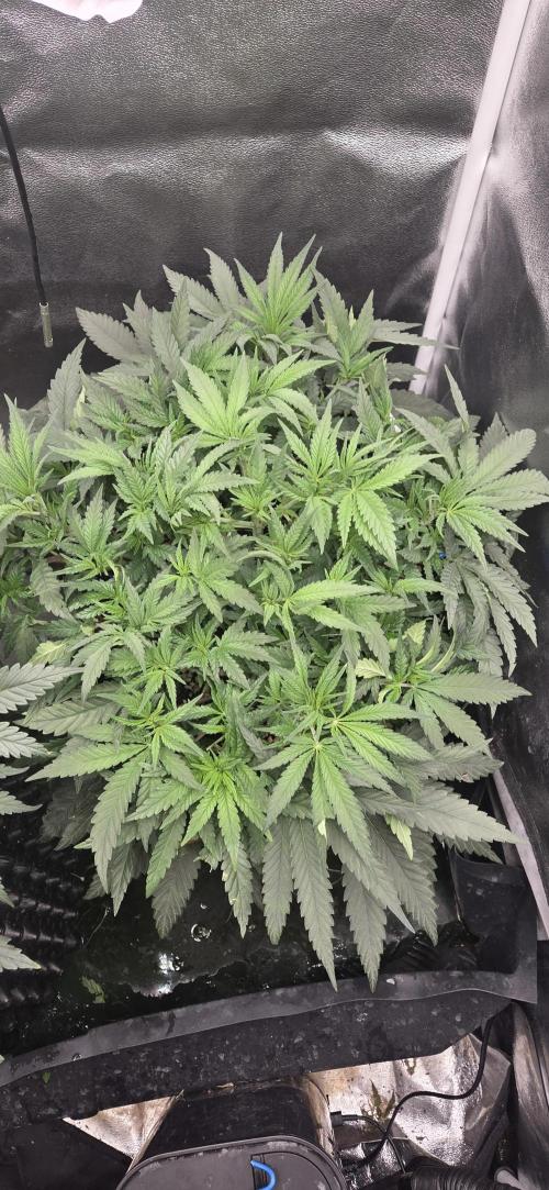 Chocolope. Week 5
