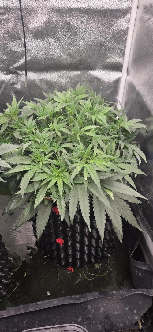 Chocolope. Week 5