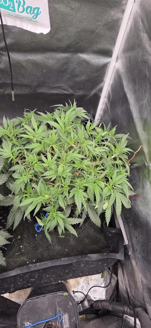 Chocolope. Week 5
