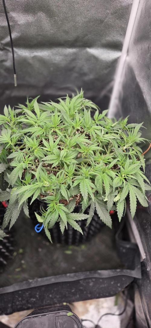 Chocolope. Week 5