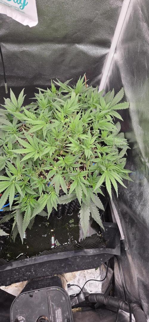 Chocolope. Week 5