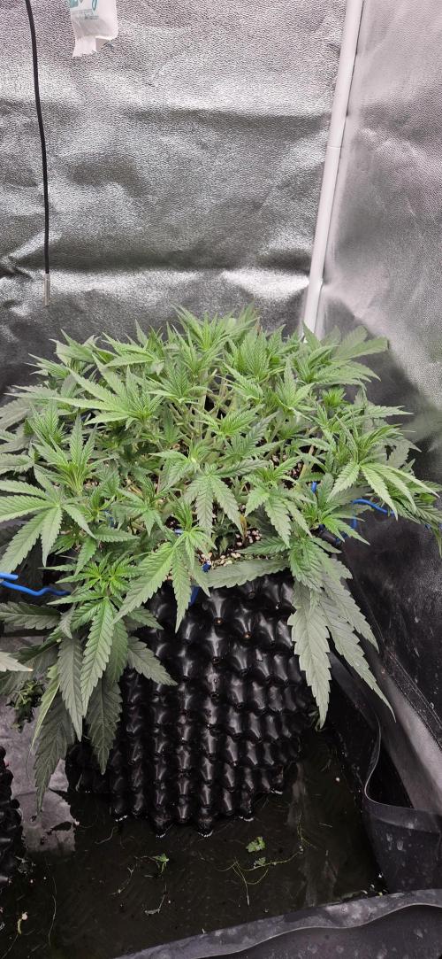 Chocolope. Week 5