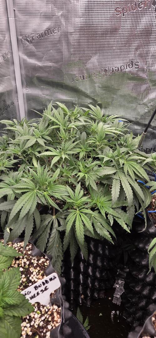 Chocolope. Week 5