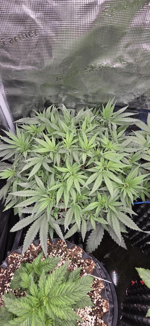 Chocolope. Week 5