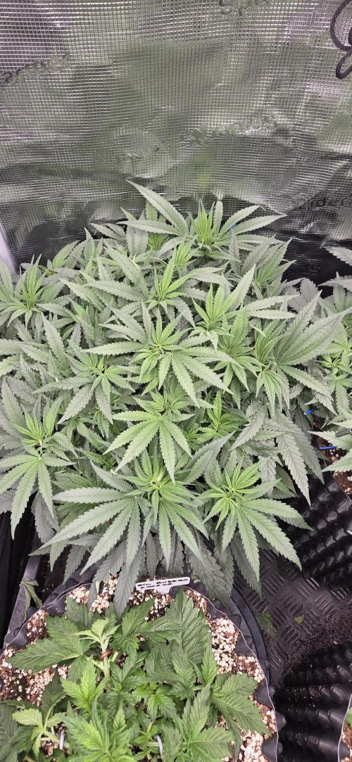 Chocolope. Week 5