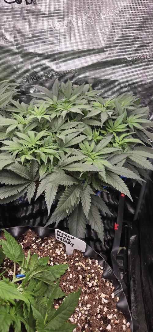 Chocolate Haze. Week 5