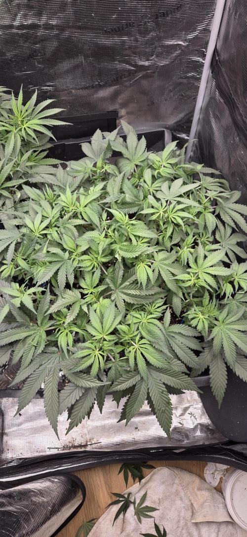Crystal Candy. Week 6
