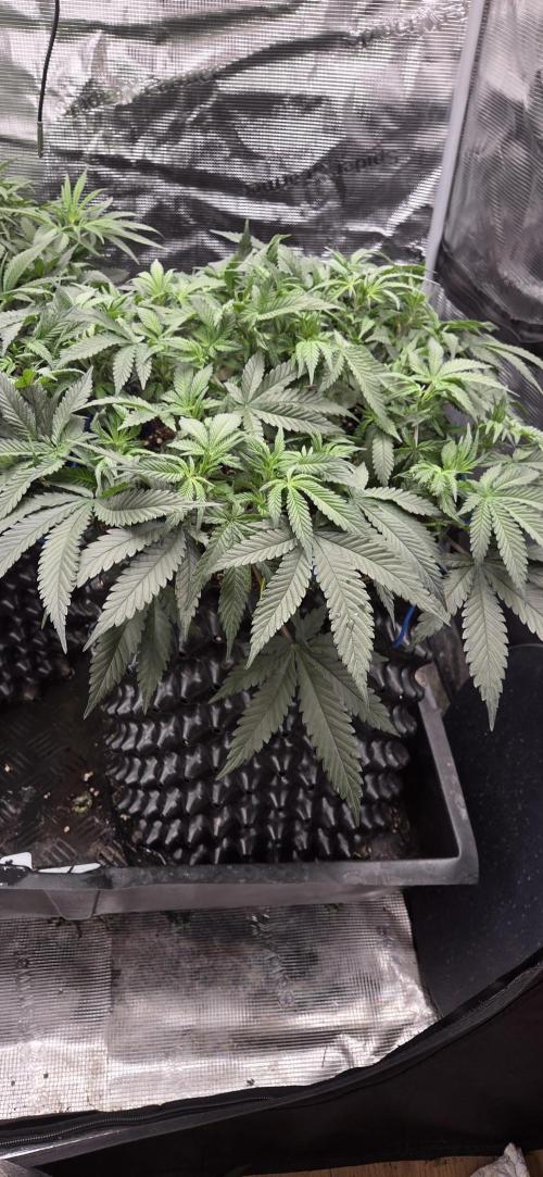 Crystal Candy. Week 6
