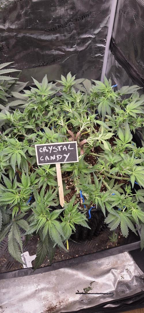 Crystal Candy. Week 6