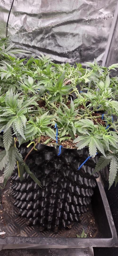 Crystal Candy. Week 6