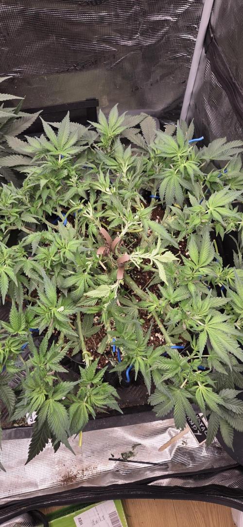 Crystal Candy. Week 6