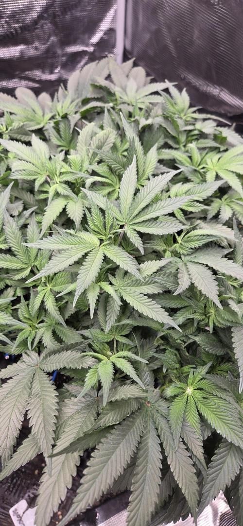 Crystal Candy. Week 6