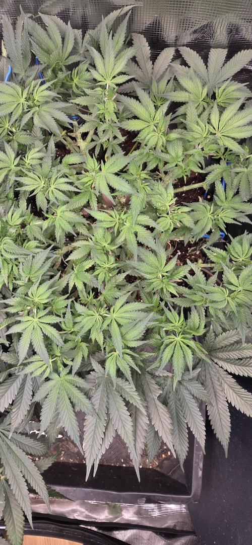 Crystal Candy. Week 6