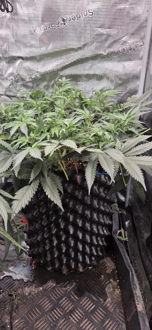 Crystal Candy. Week 6