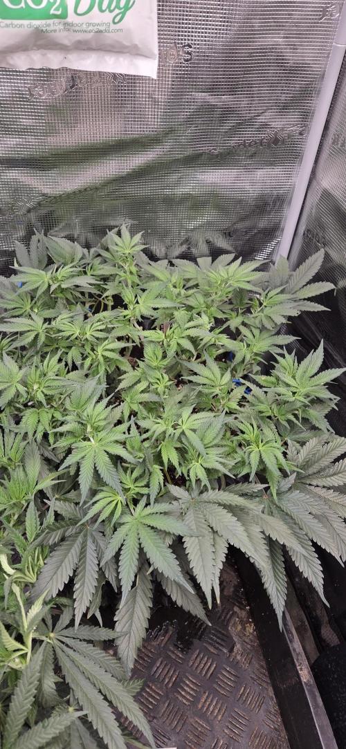 Crystal Candy. Week 6