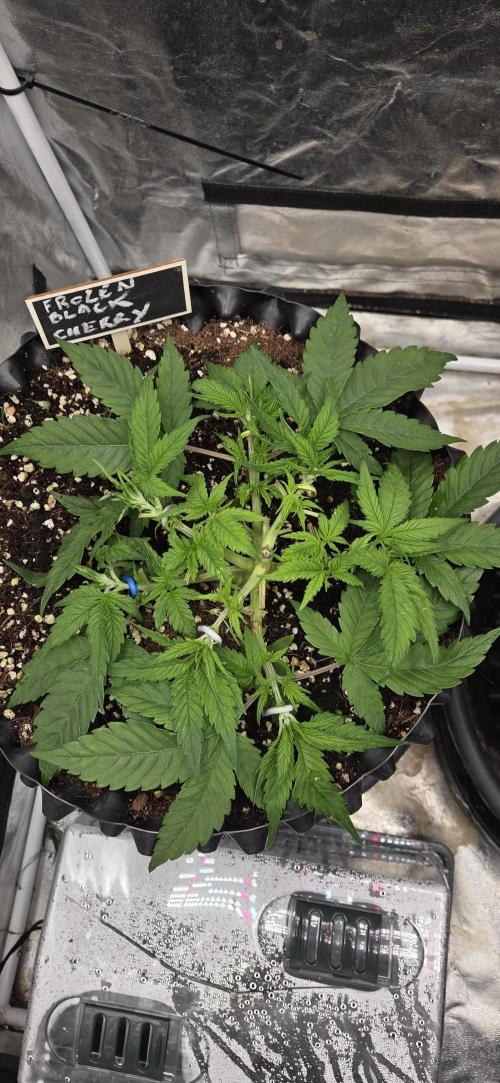 Frozen black cherry. Week 5