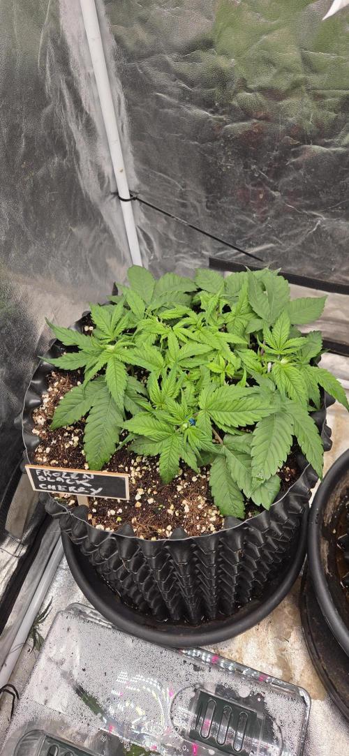 Frozen black cherry. Week 5