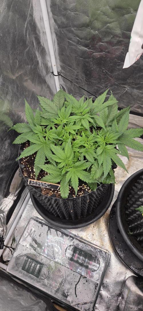 Frozen black cherry. Week 5