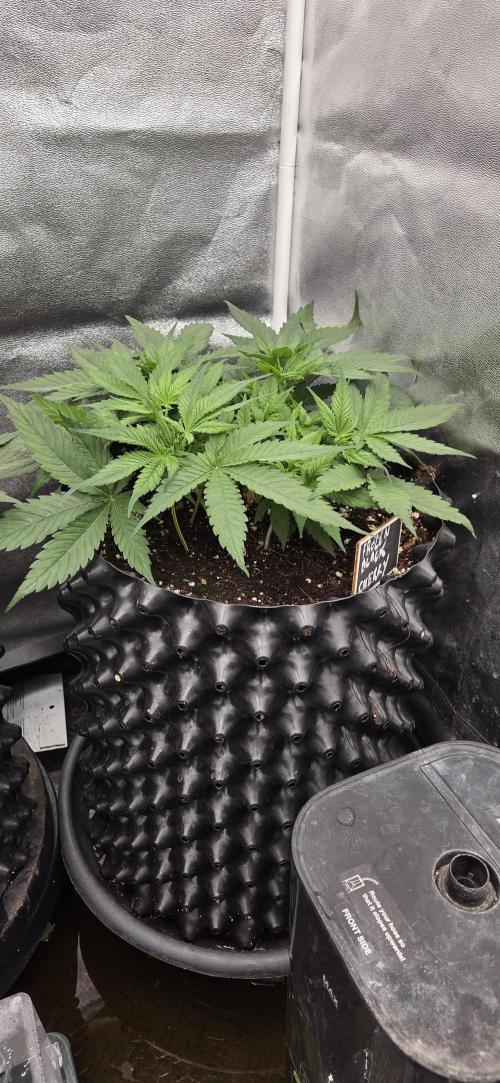 Frozen black cherry. Week 5