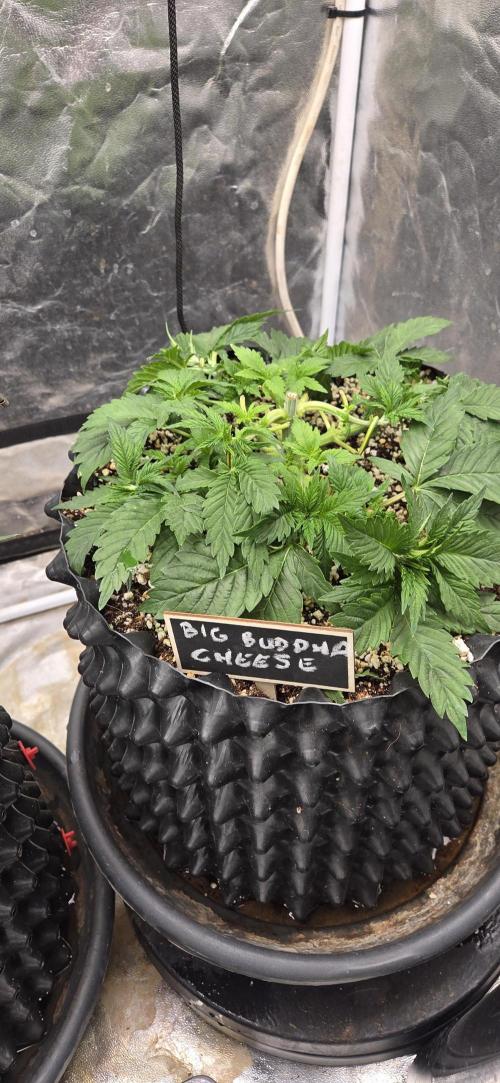 Big Buddha Cheese. Week 5