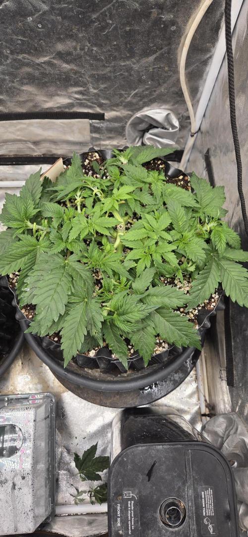Big Buddha Cheese. Week 5