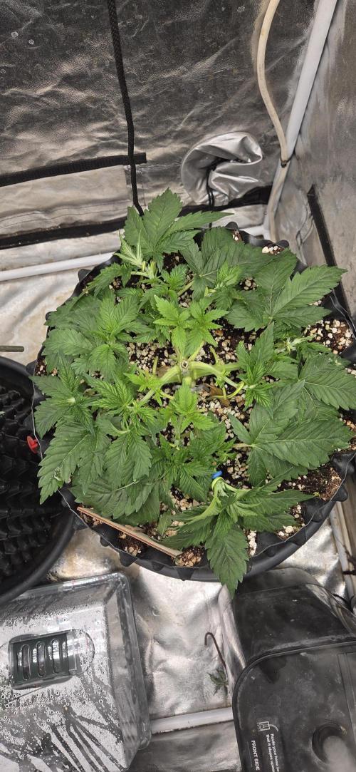 Big Buddha Cheese. Week 5