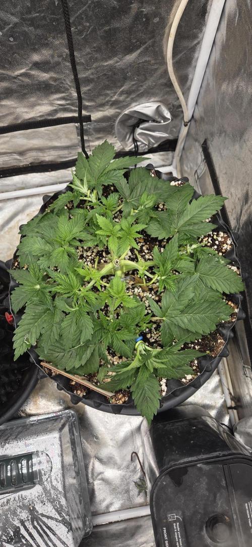 Big Buddha Cheese. Week 5
