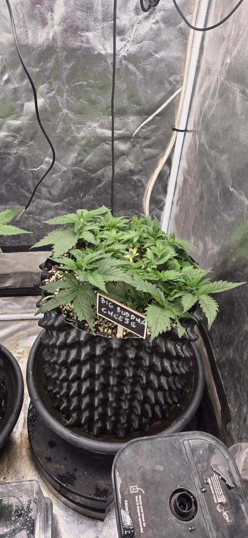 Big Buddha Cheese. Week 5