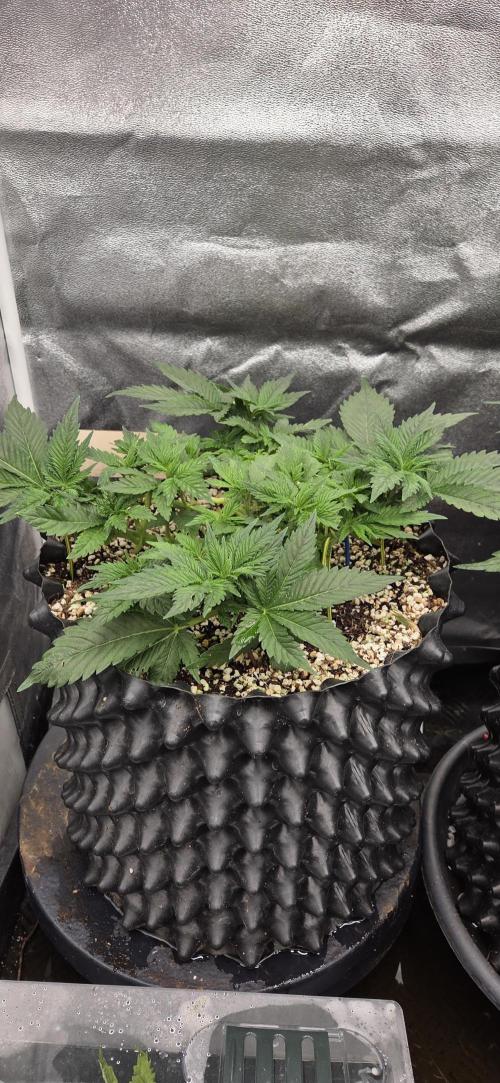 Big Buddha Cheese. Week 5