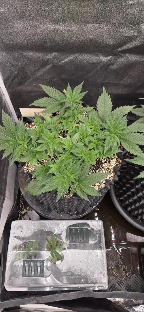 Cheese. Week 5