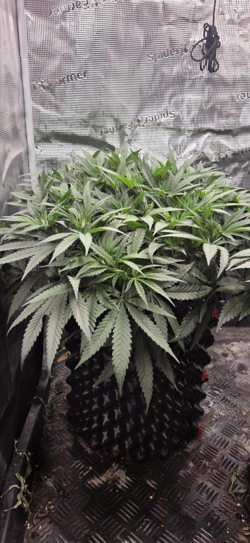 Chocolope. Week 6