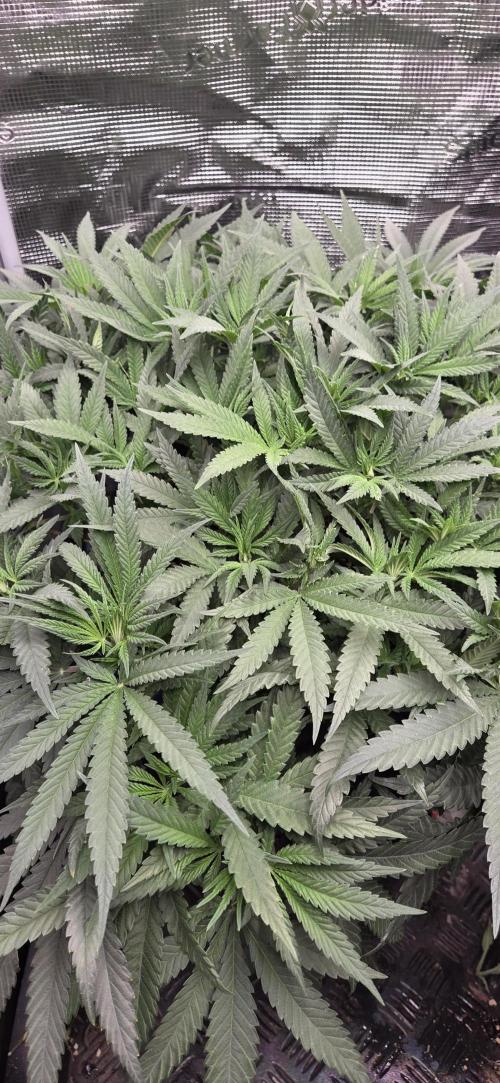 Chocolope. Week 6
