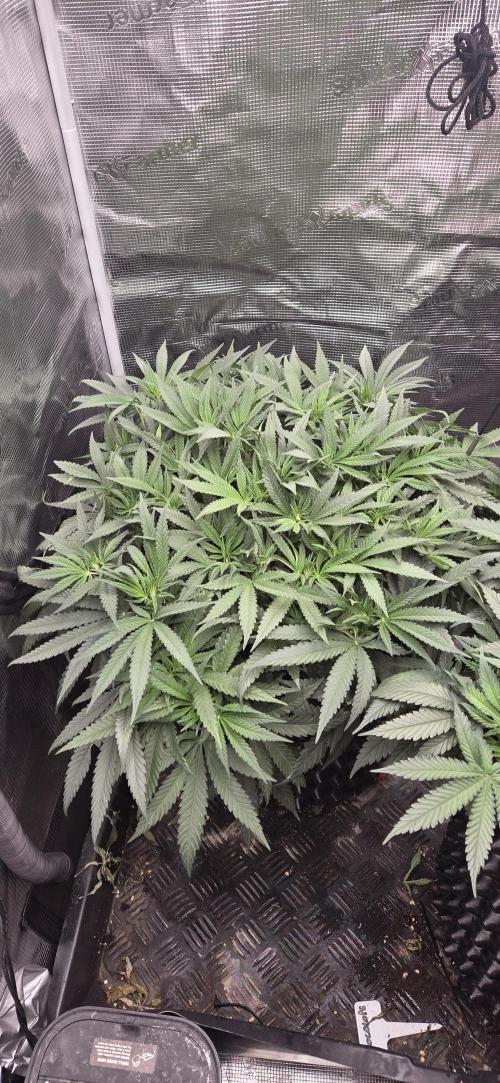 Chocolope. Week 6