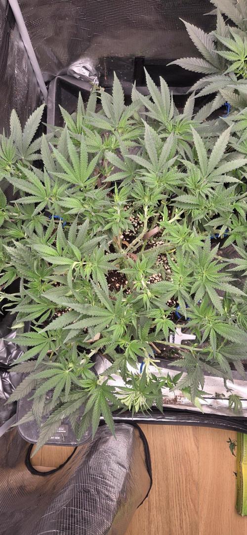 Chocolope. Week 6