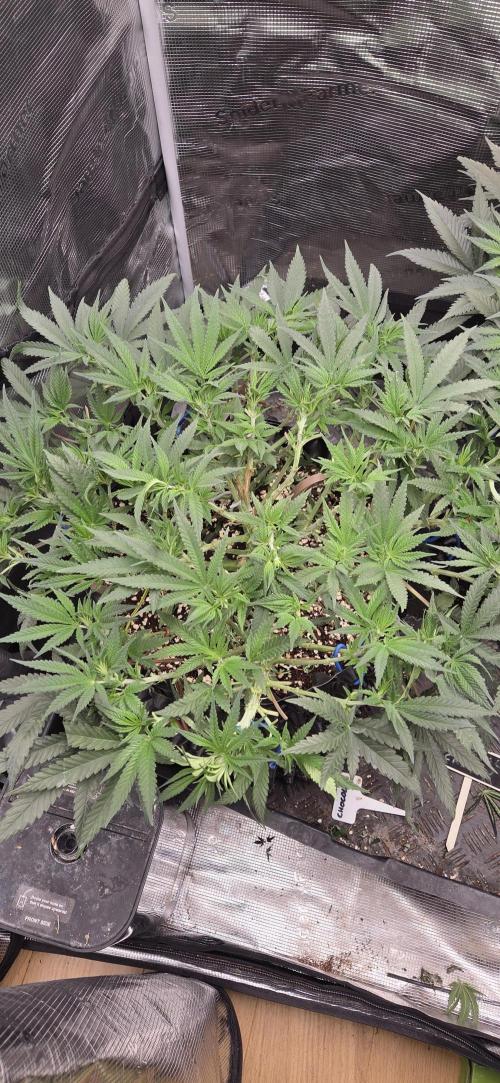 Chocolope. Week 6