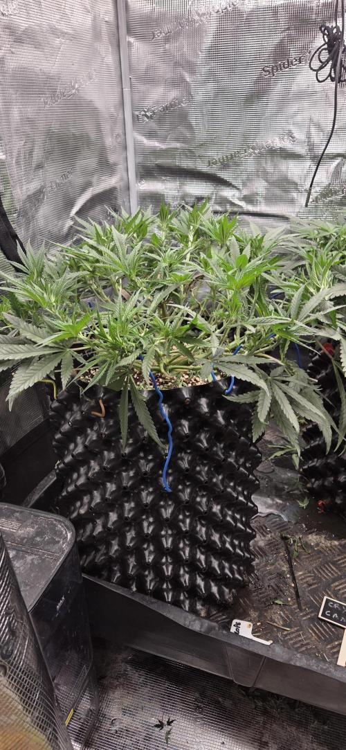 Chocolate Haze. Week 6