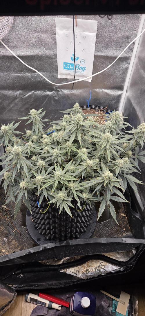 Orion F1 auto. Week 7