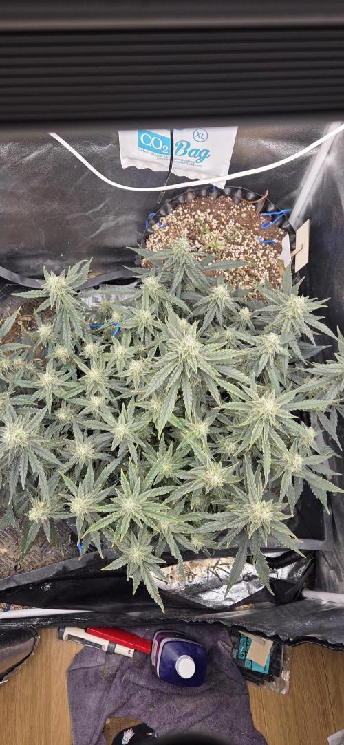 Orion F1 auto. Week 7