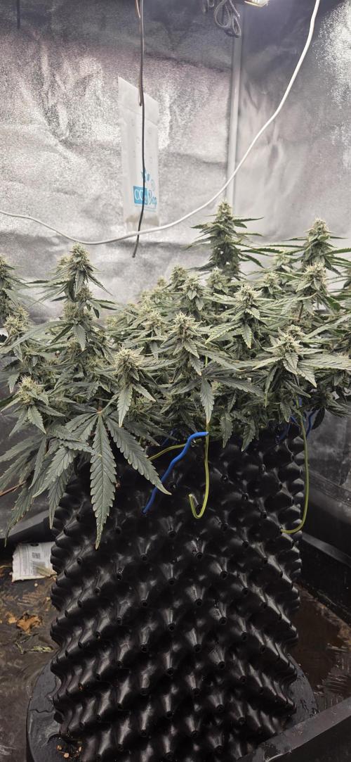 Orion F1 auto. Week 7