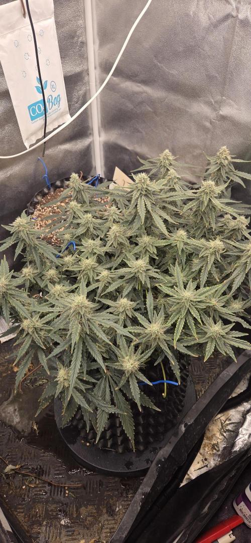 Orion F1 auto. Week 7