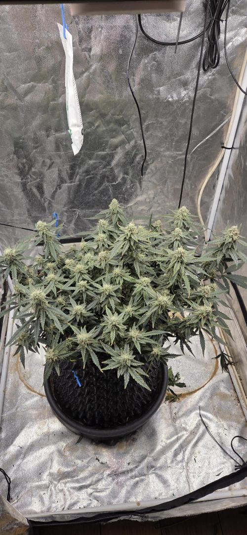 Orion F1 auto. Week 7