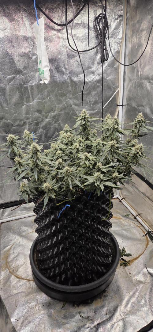 Orion F1 auto. Week 7