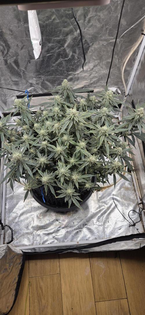 Orion F1 auto. Week 7