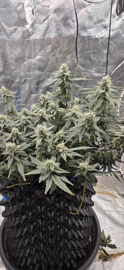Orion F1 auto. Week 7